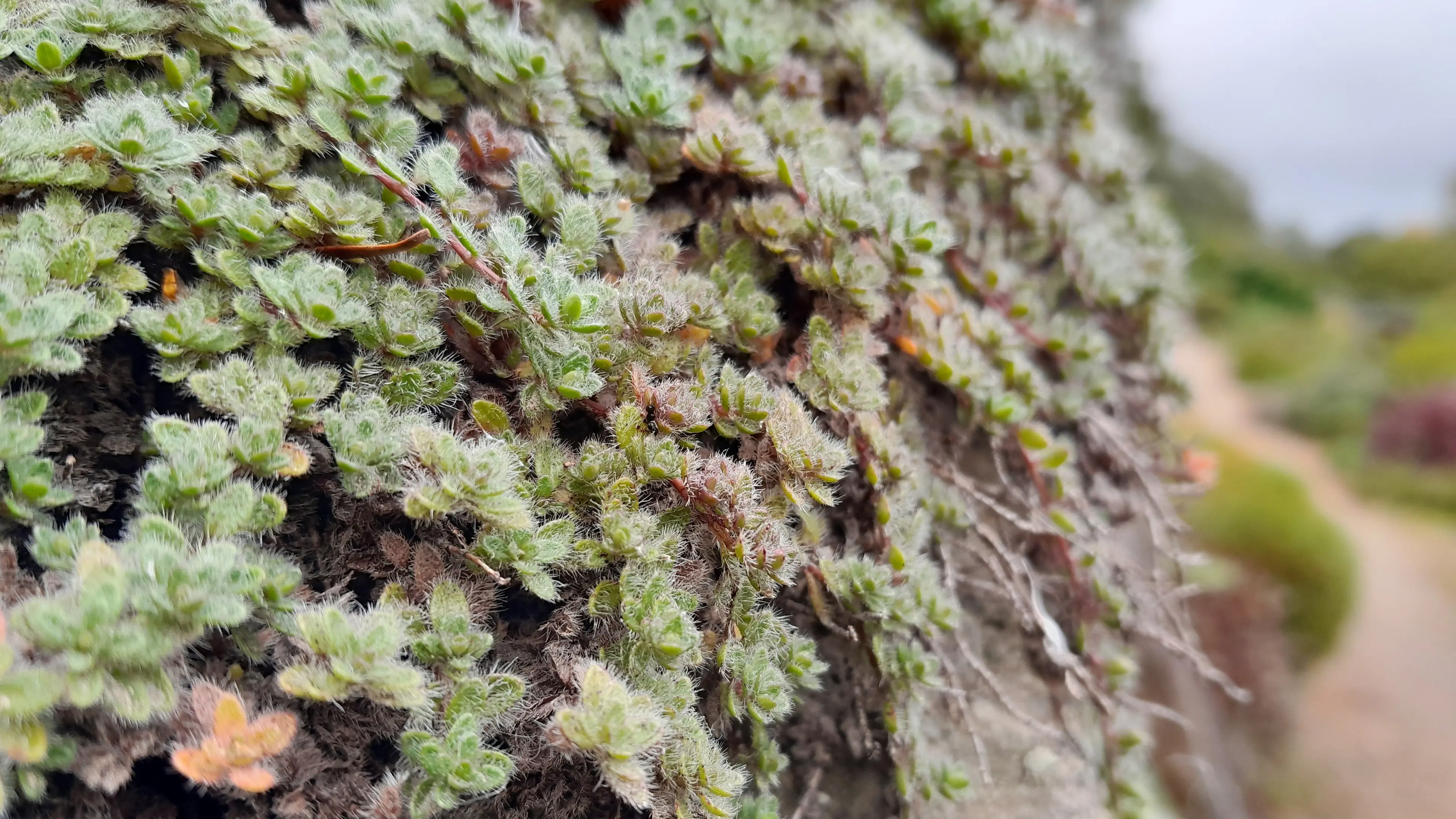 Plant extremists put on the map