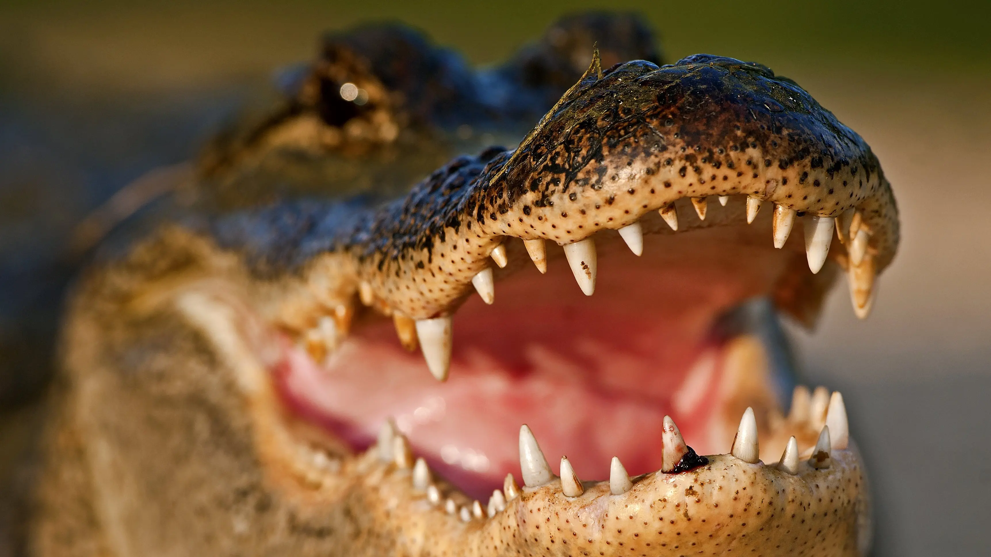 The consequences of not draining the swamp