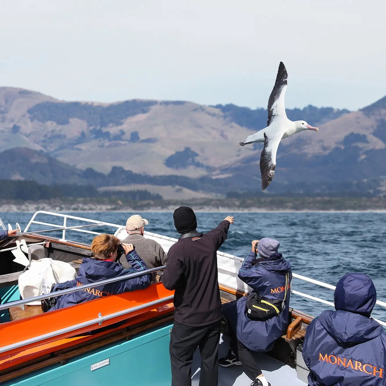 Opinion: Wild Dunedin reminds us that native species need our protection