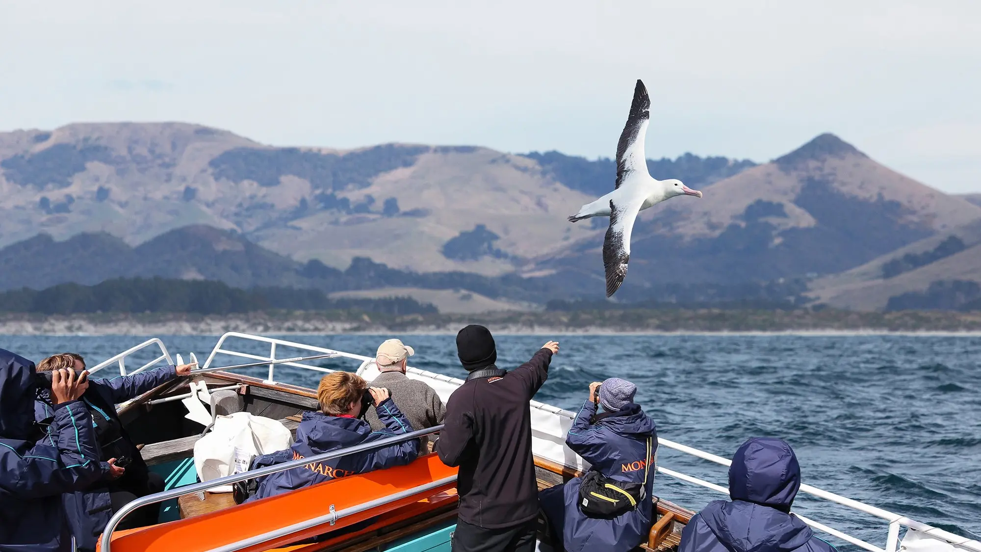 Opinion: Wild Dunedin reminds us that native species need our protection