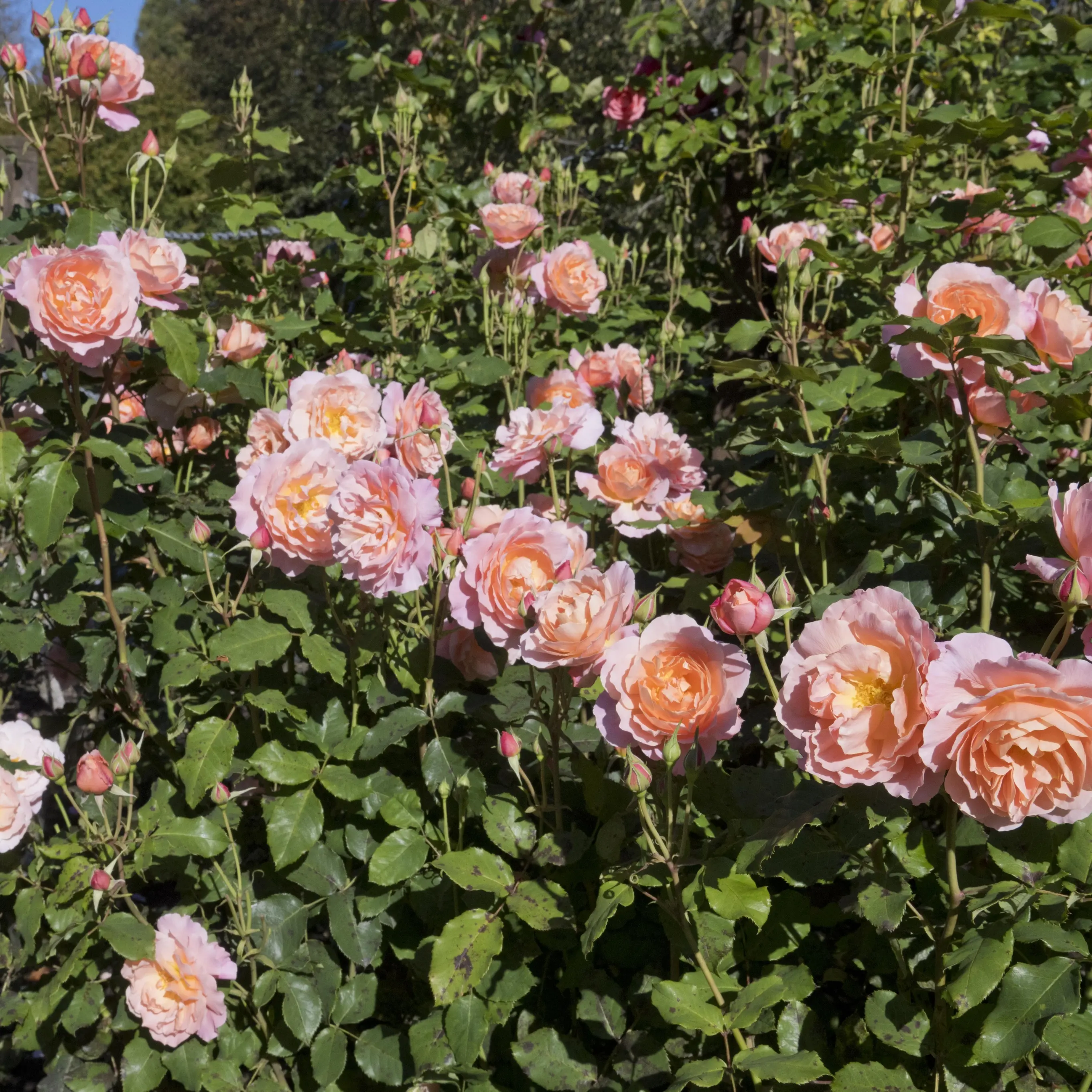 Roses having a good year despite weather