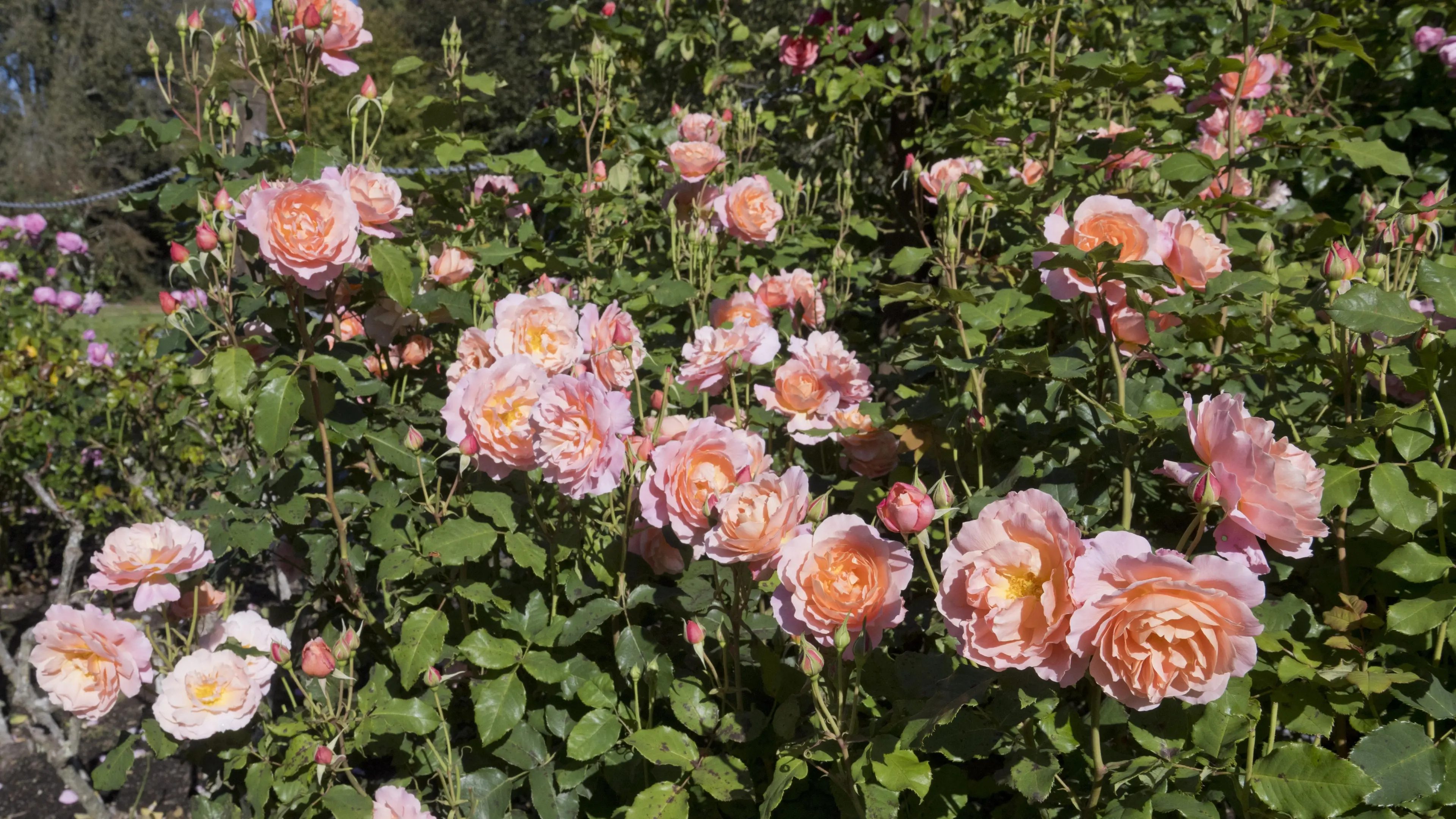Roses having a good year despite weather
