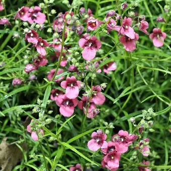 'Diascia' a bee's dream