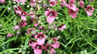 'Diascia' a bee's dream