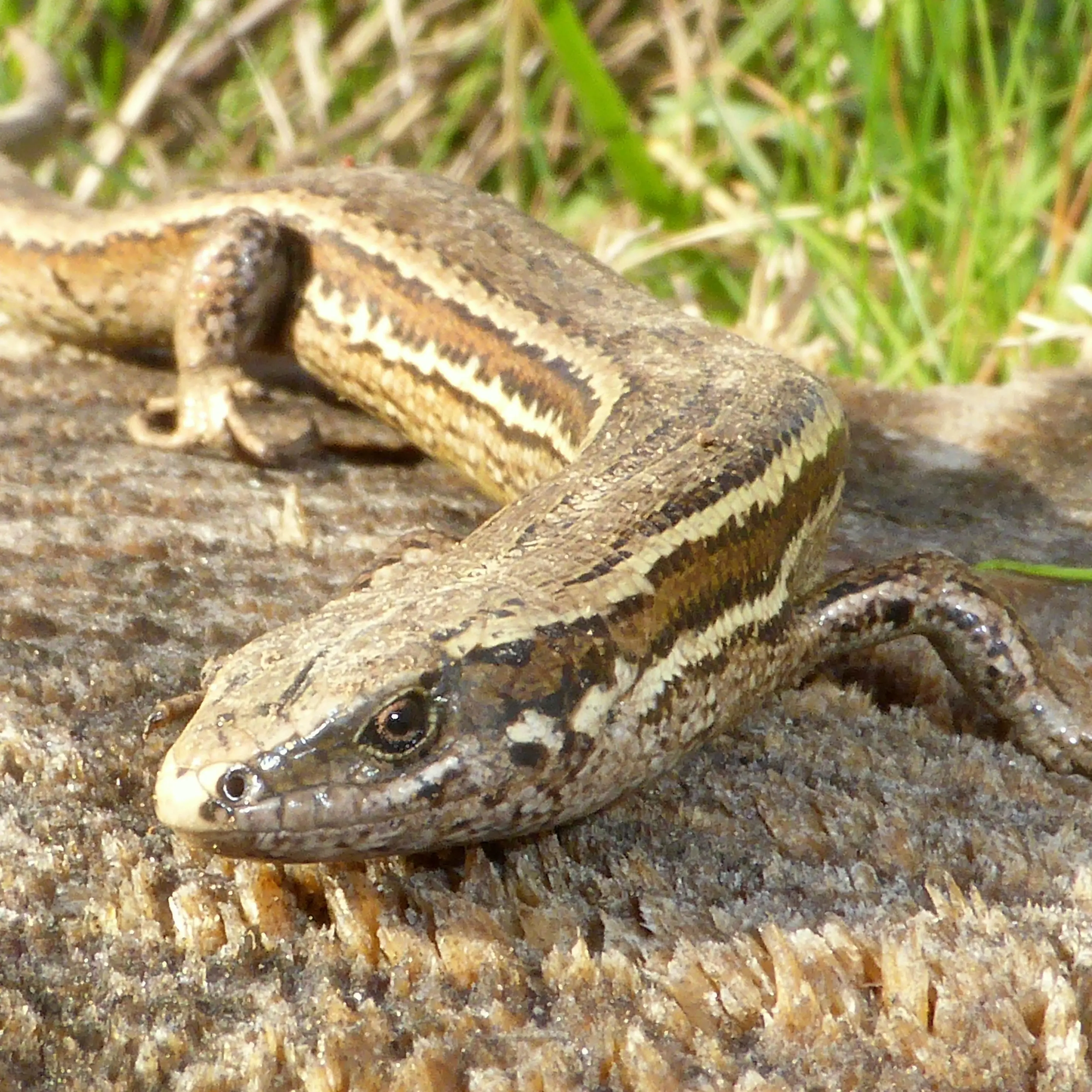 Skinks make way for Woodend Bypass