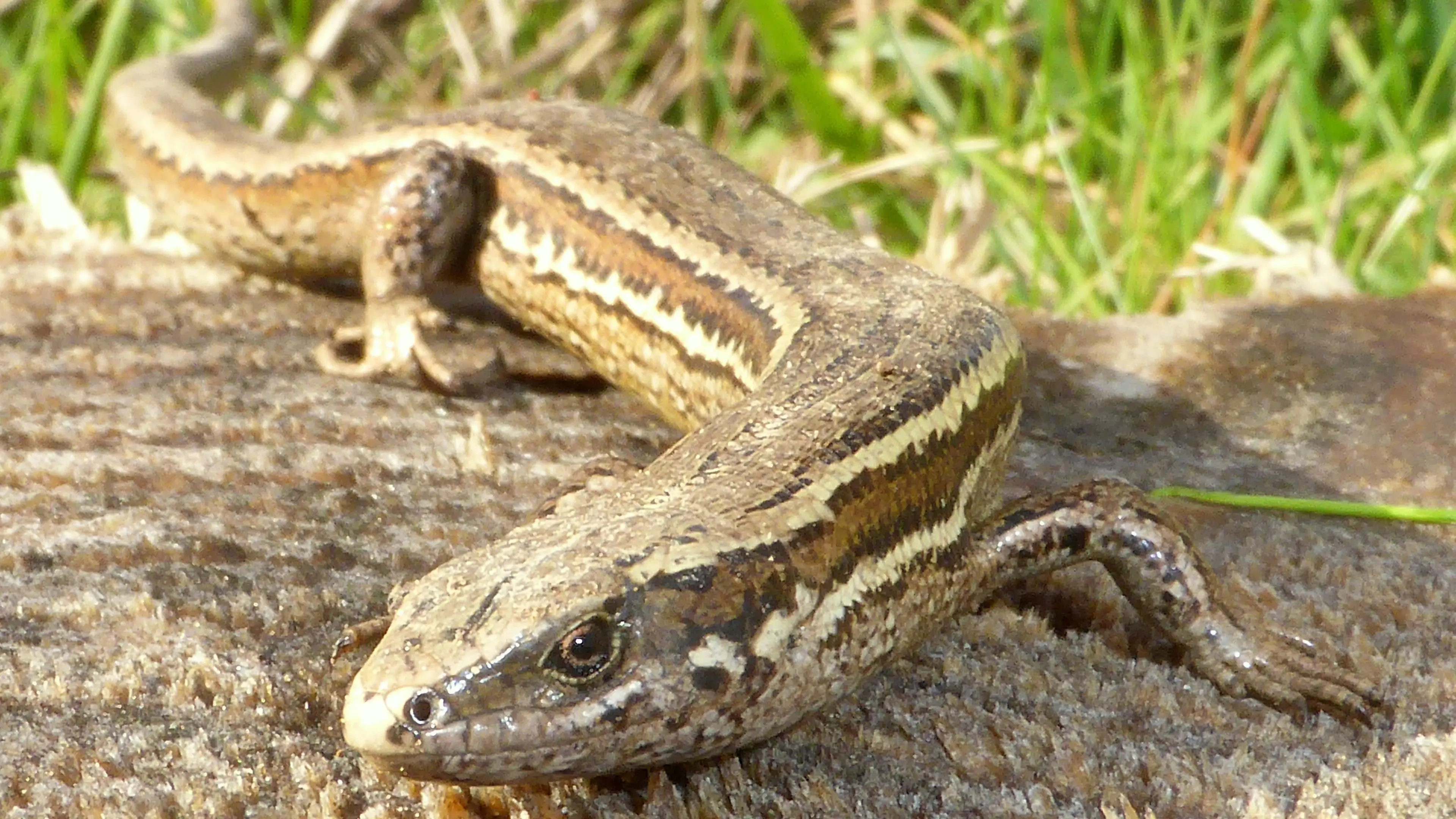Skinks make way for Woodend Bypass