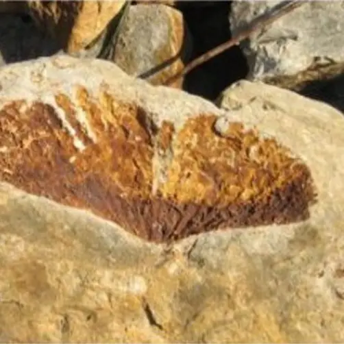 Living fossils beneath our waves
