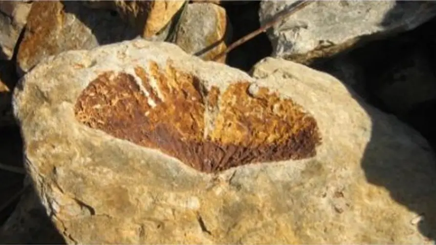 Living fossils beneath our waves