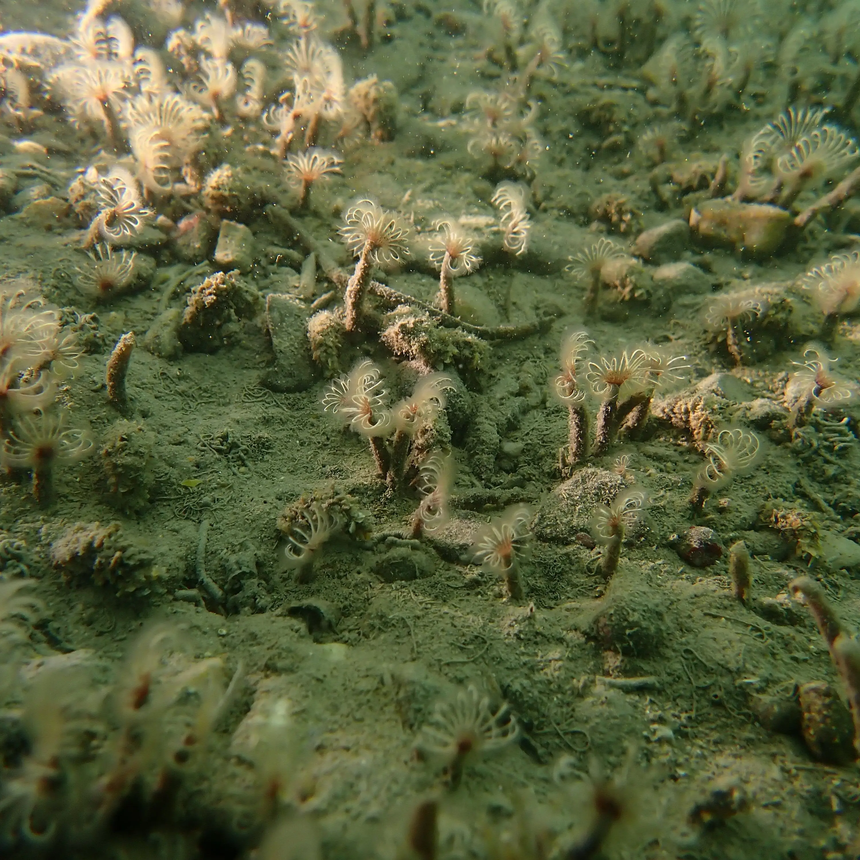Marine worm discovered on West Coast