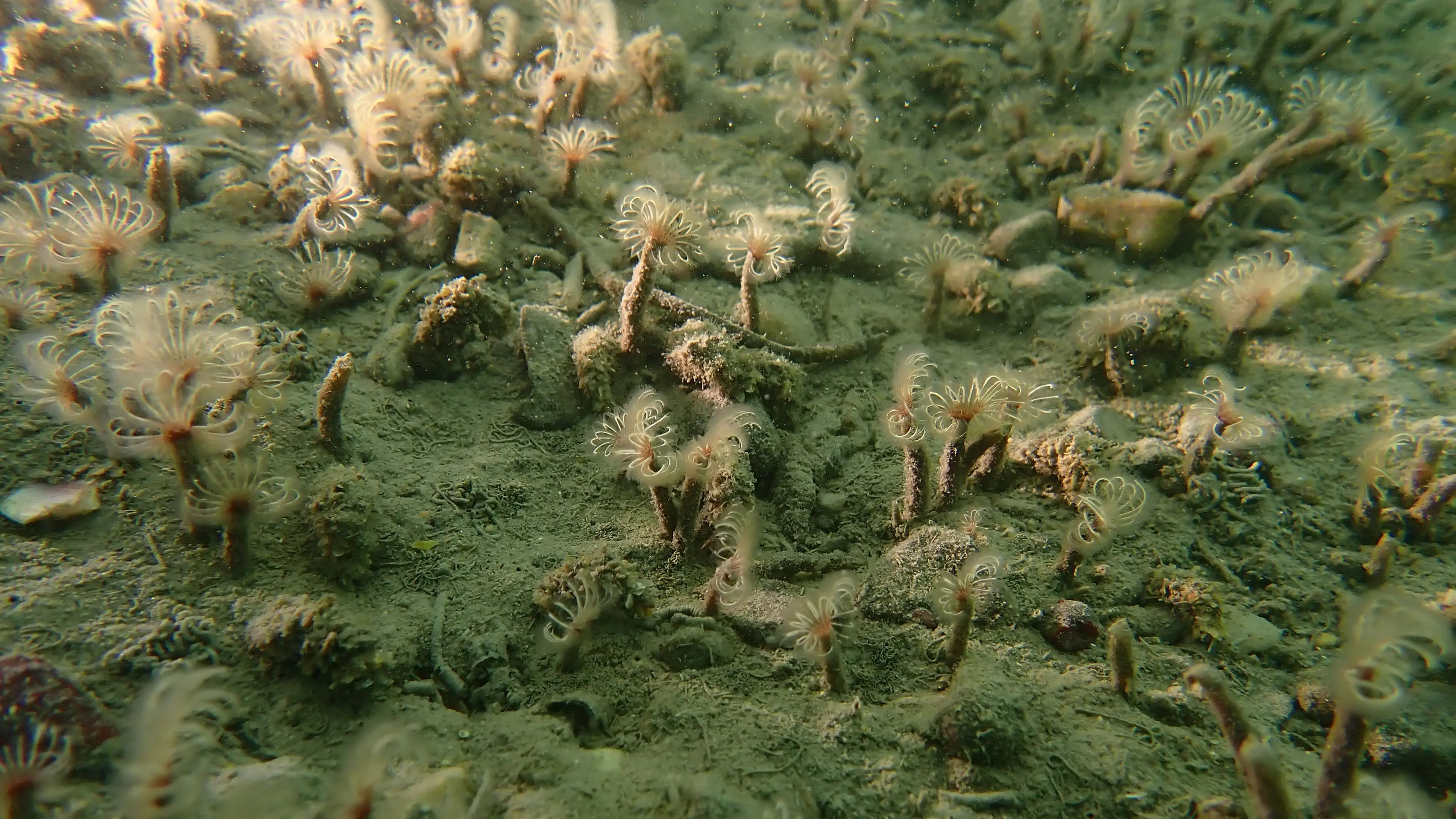 Marine worm discovered on West Coast