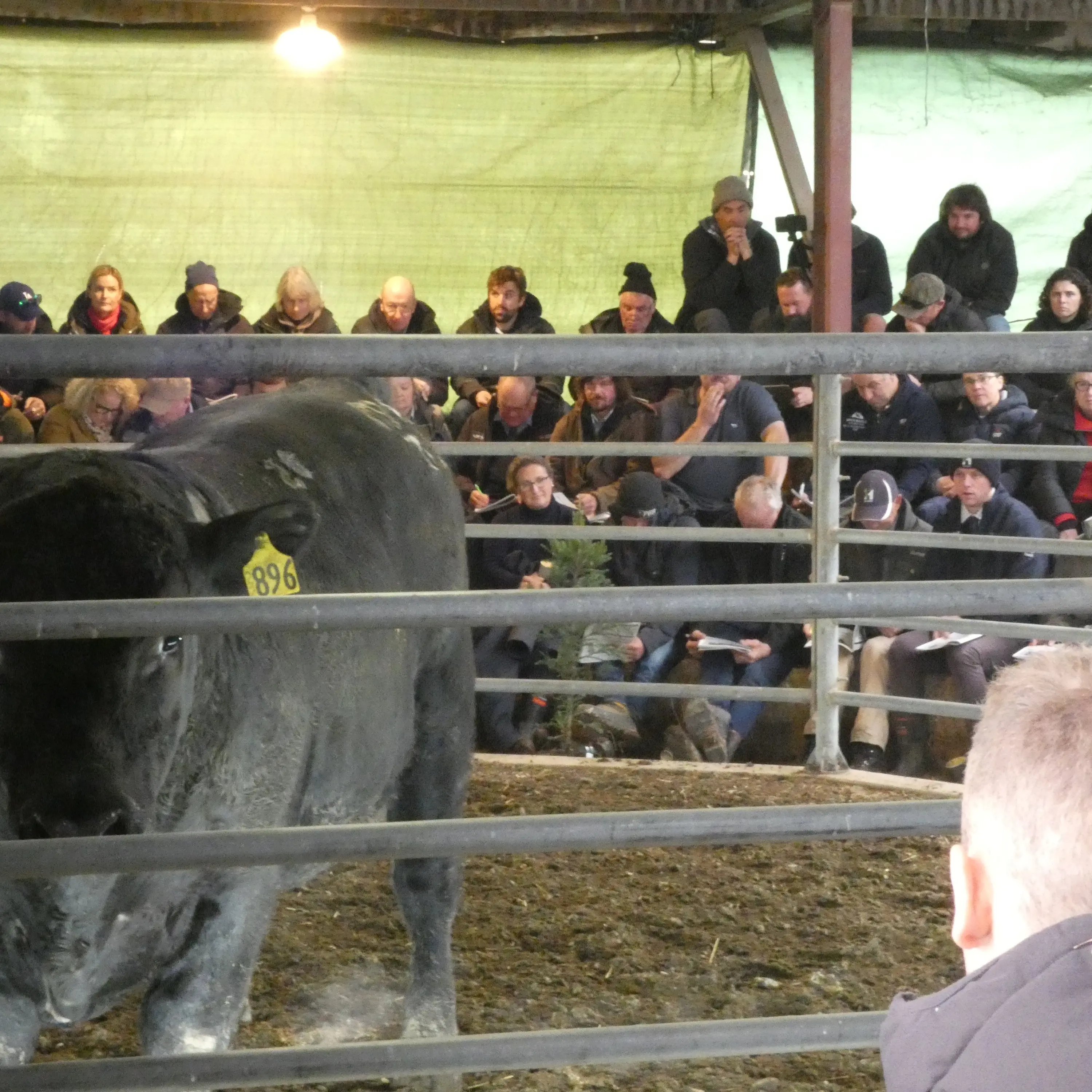 Many tools available to aid bull buying
