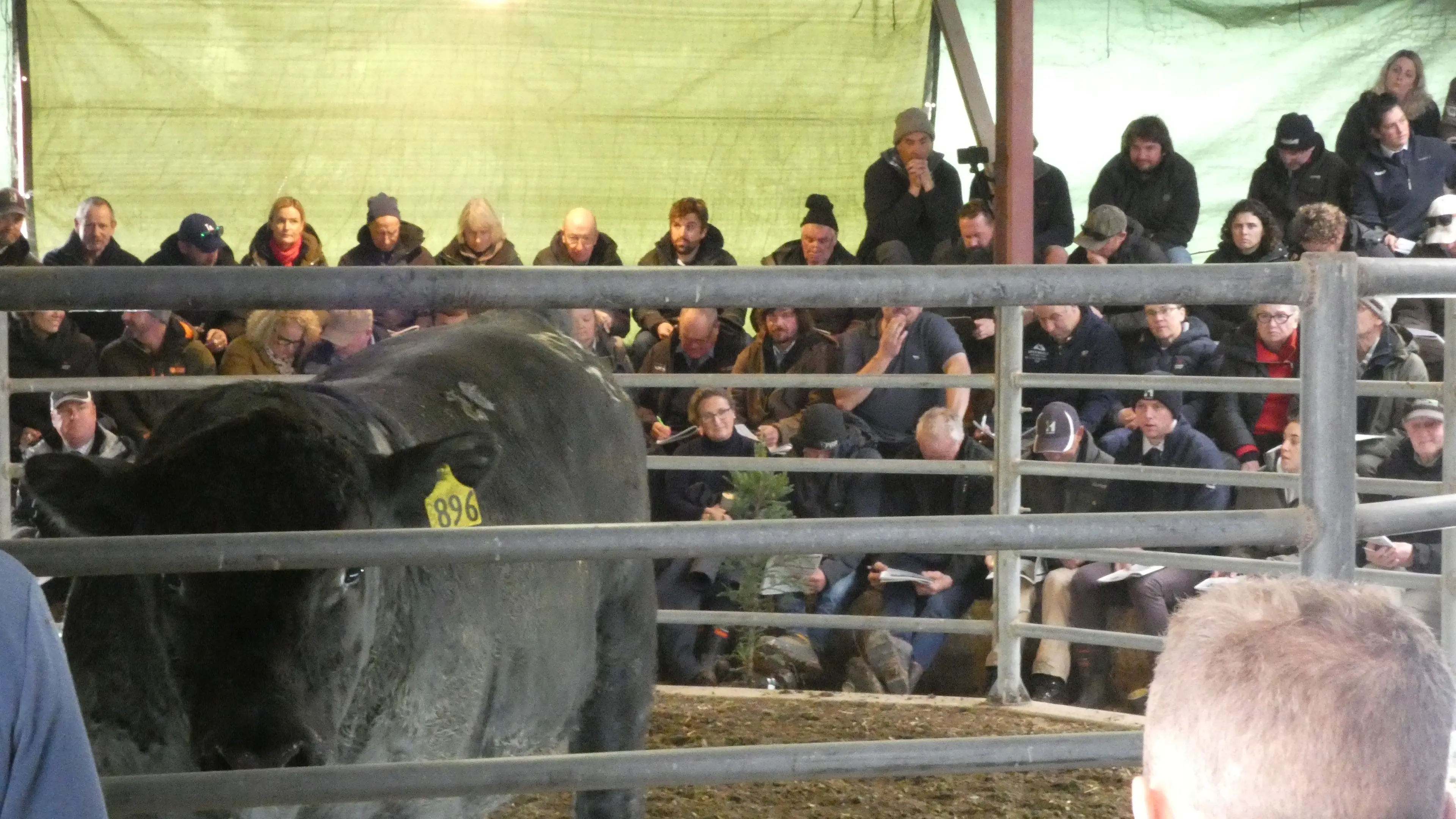 Many tools available to aid bull buying