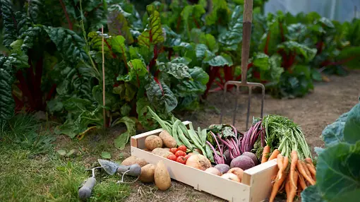 Your garden: May 8