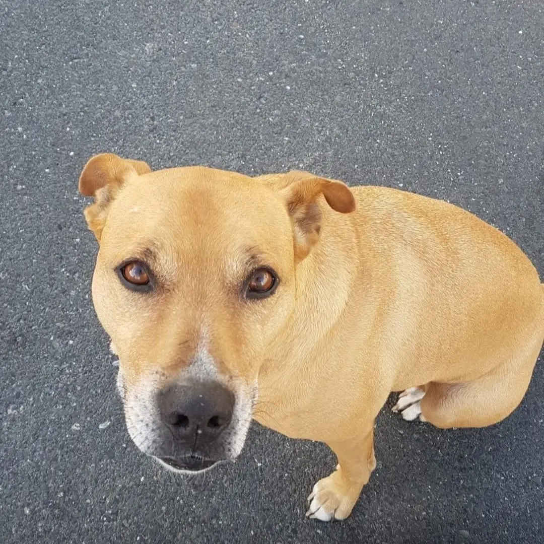 Homeless woman's dog euthanised after nine years with no rego