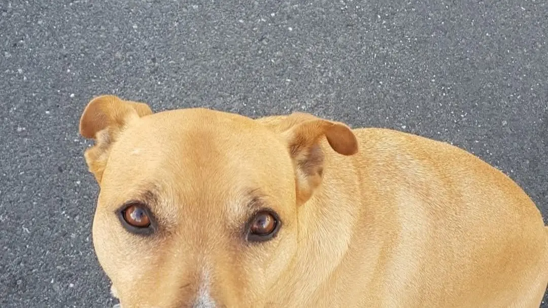 Homeless woman's dog euthanised after nine years with no rego