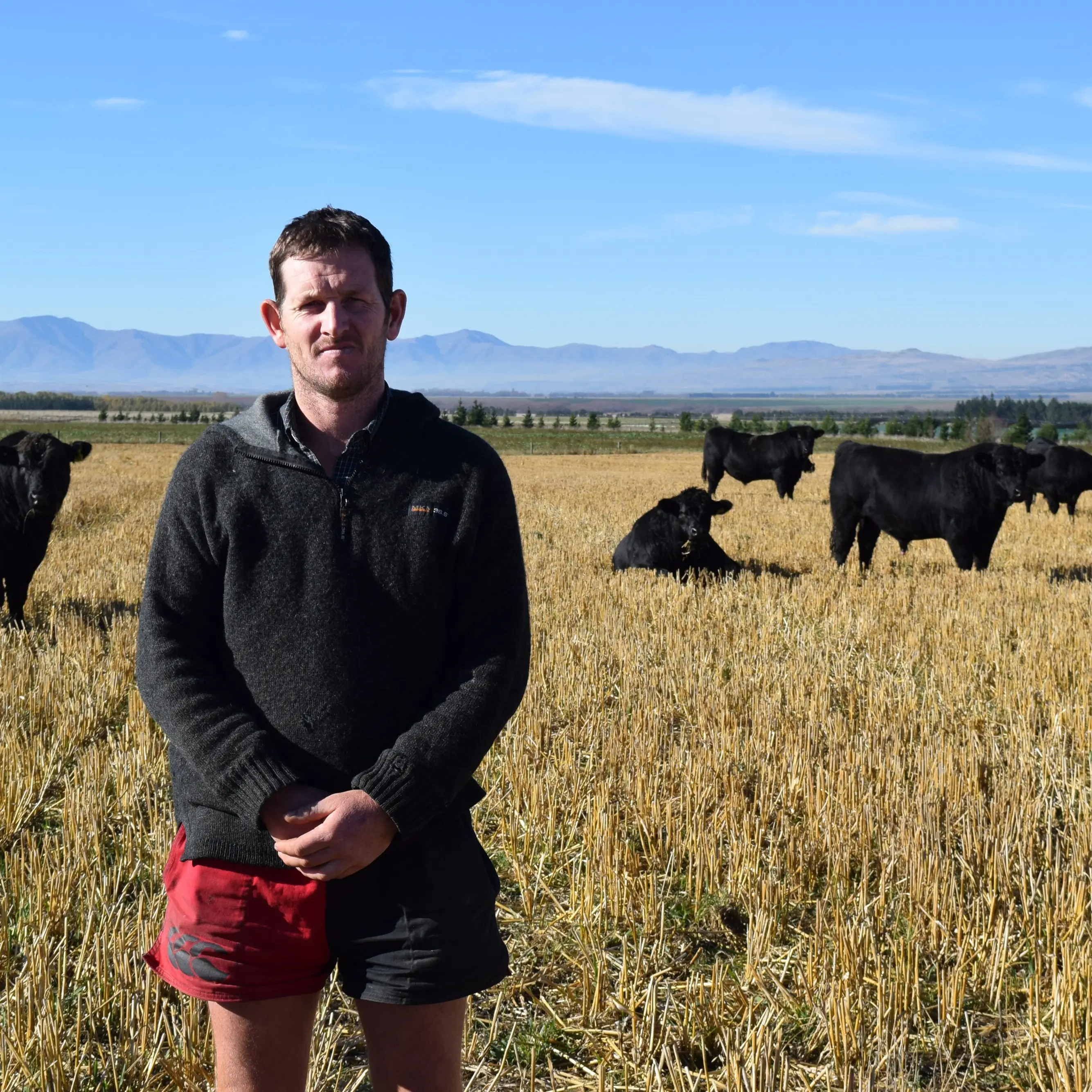 Stud sale season begins in South