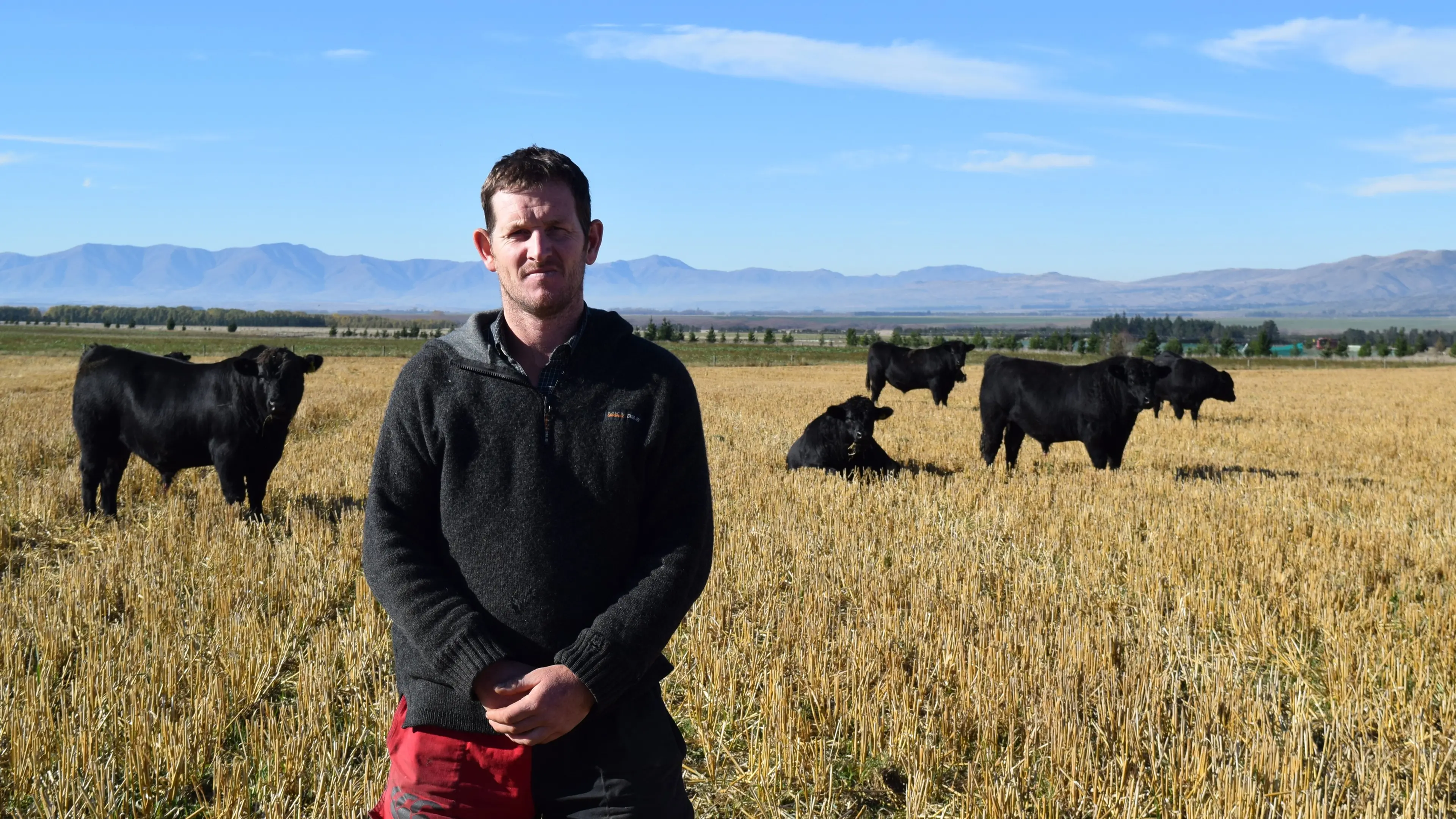 Stud sale season begins in South
