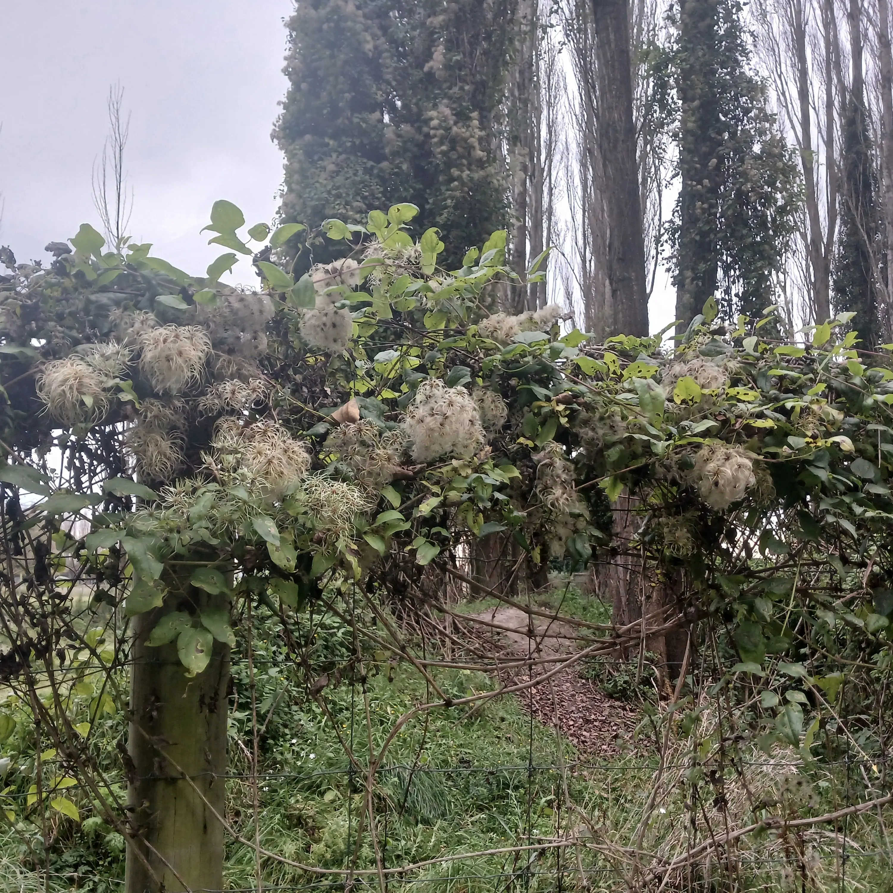 ECan told to clean up its weeds