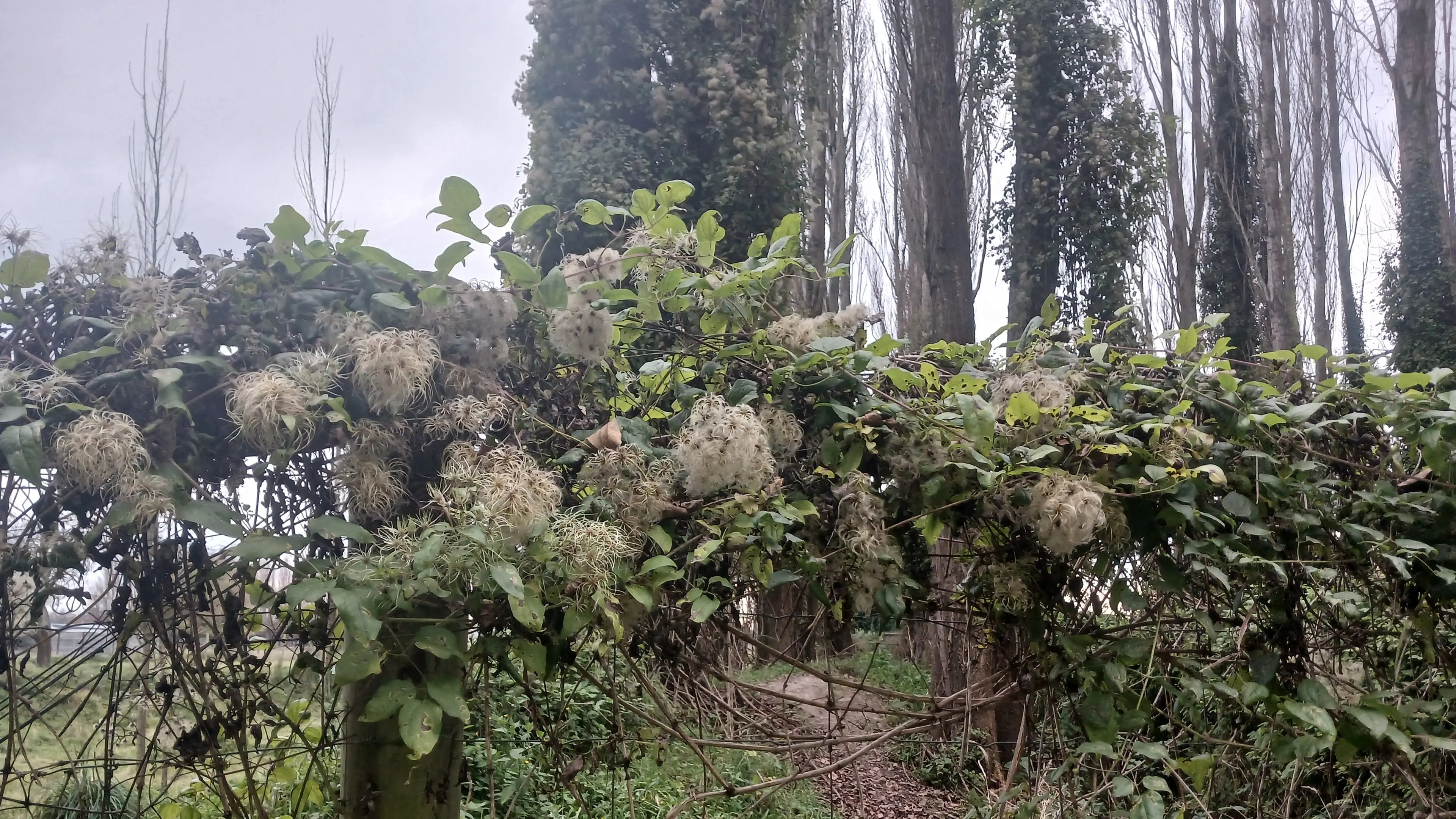 ECan told to clean up its weeds
