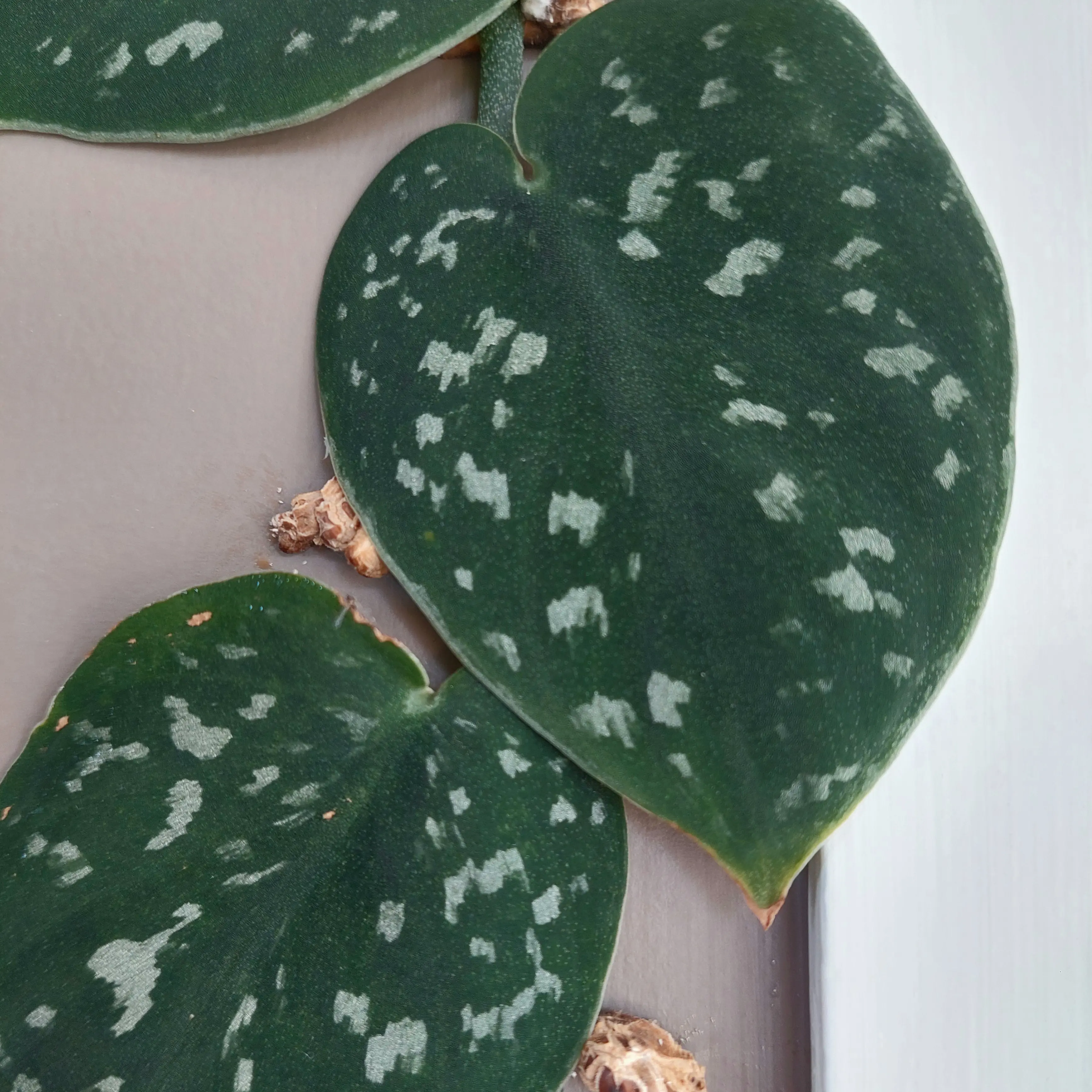 Leafing an impression