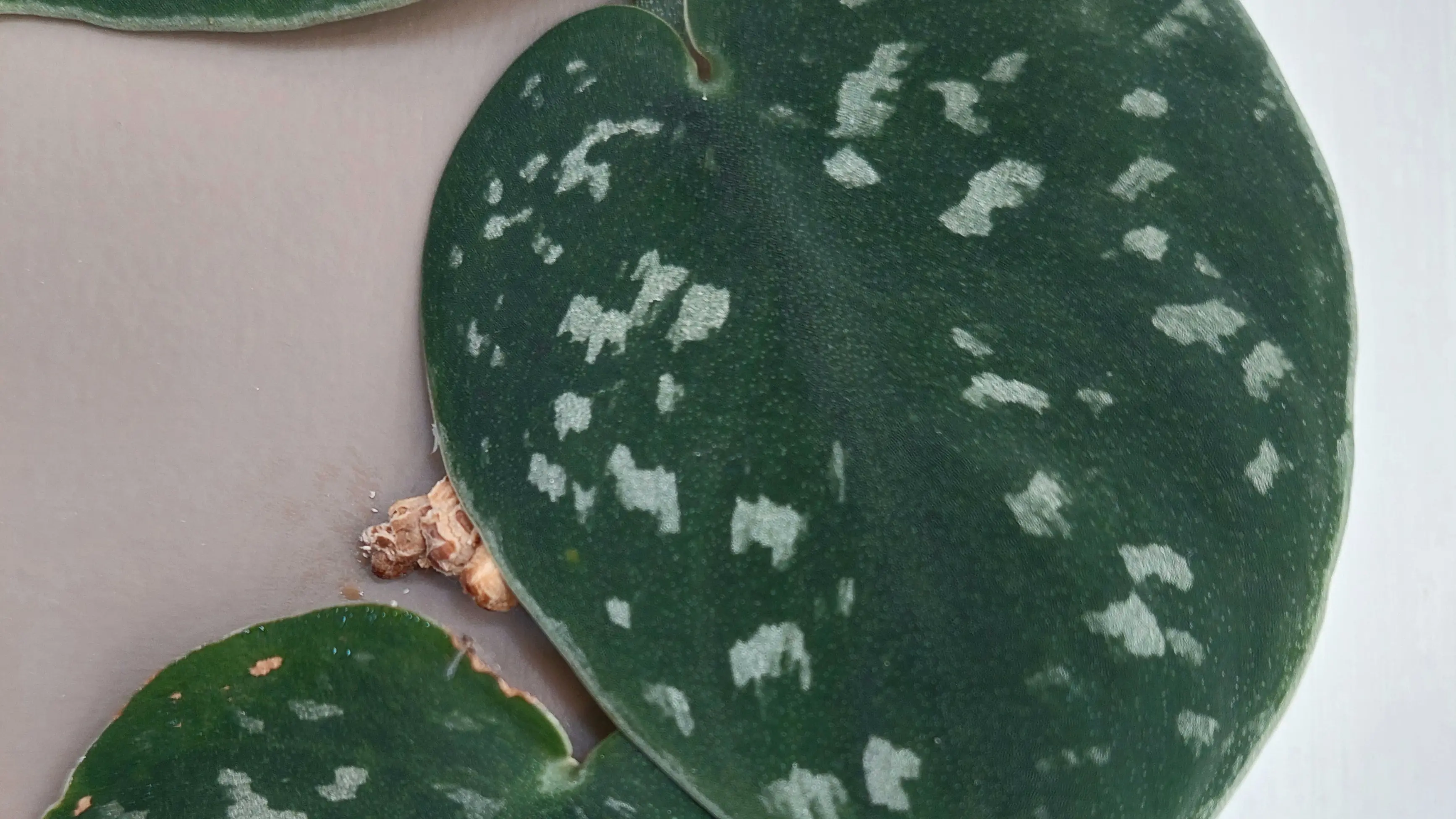 Leafing an impression