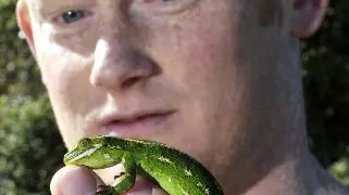 Captured by geckos