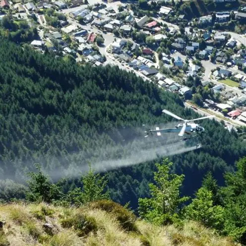 Govt doubles funding for wilding pine control