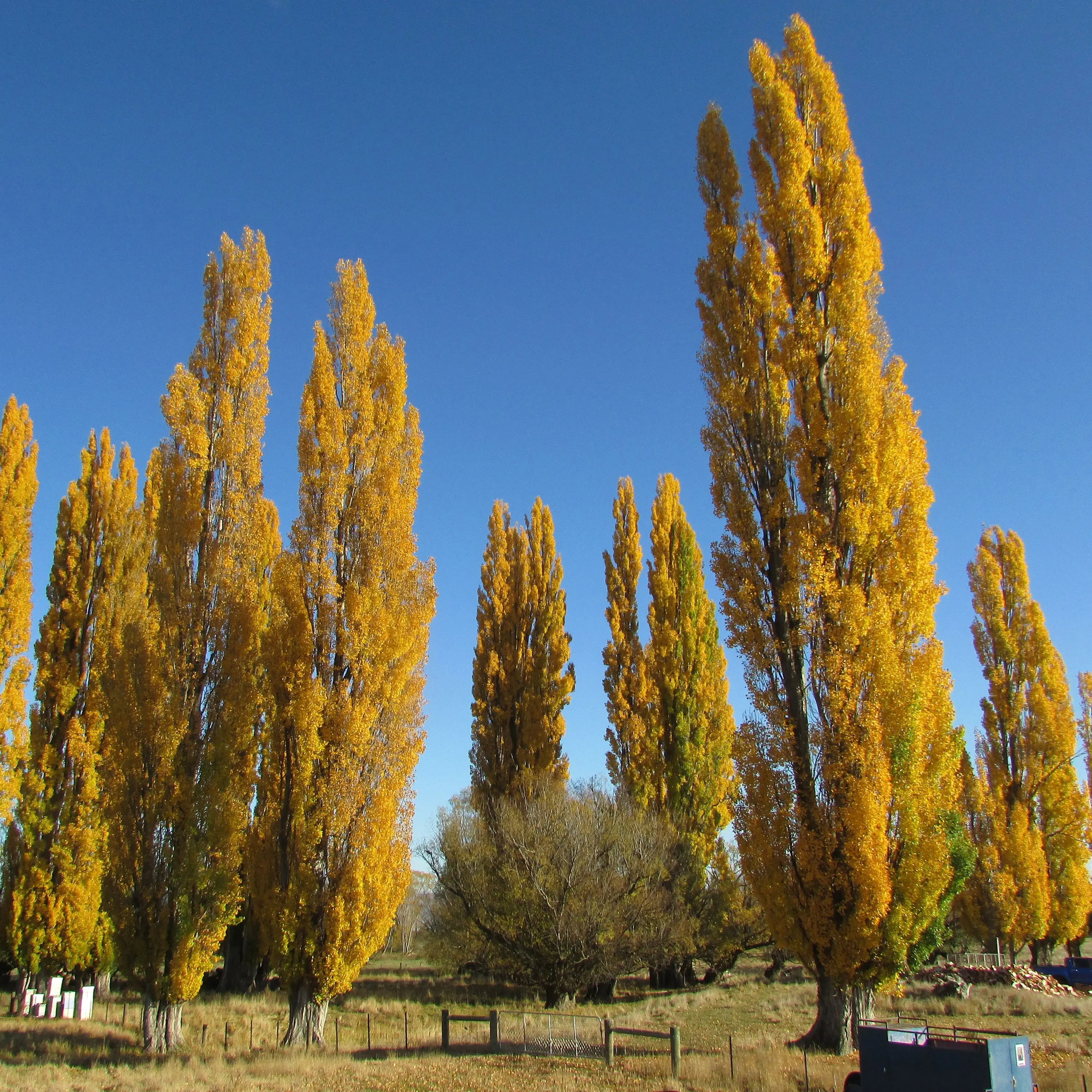 Among the poets and poplars during a Central Otago autumn