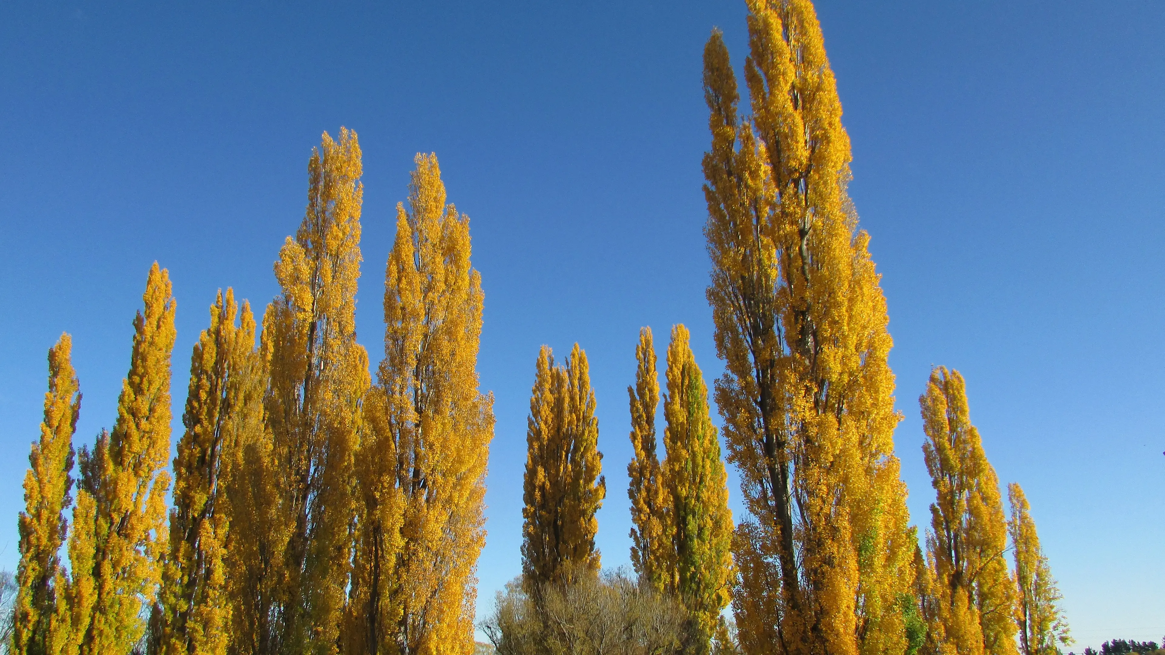 Among the poets and poplars during a Central Otago autumn