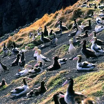 Endangered bird dies on longline fishing hook