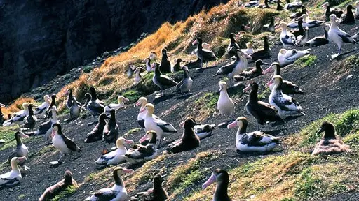 Endangered bird dies on longline fishing hook