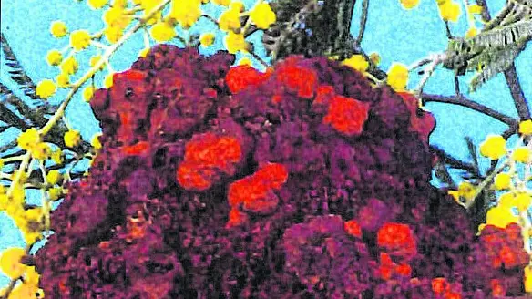 Fungus behind growths that can fell trees
