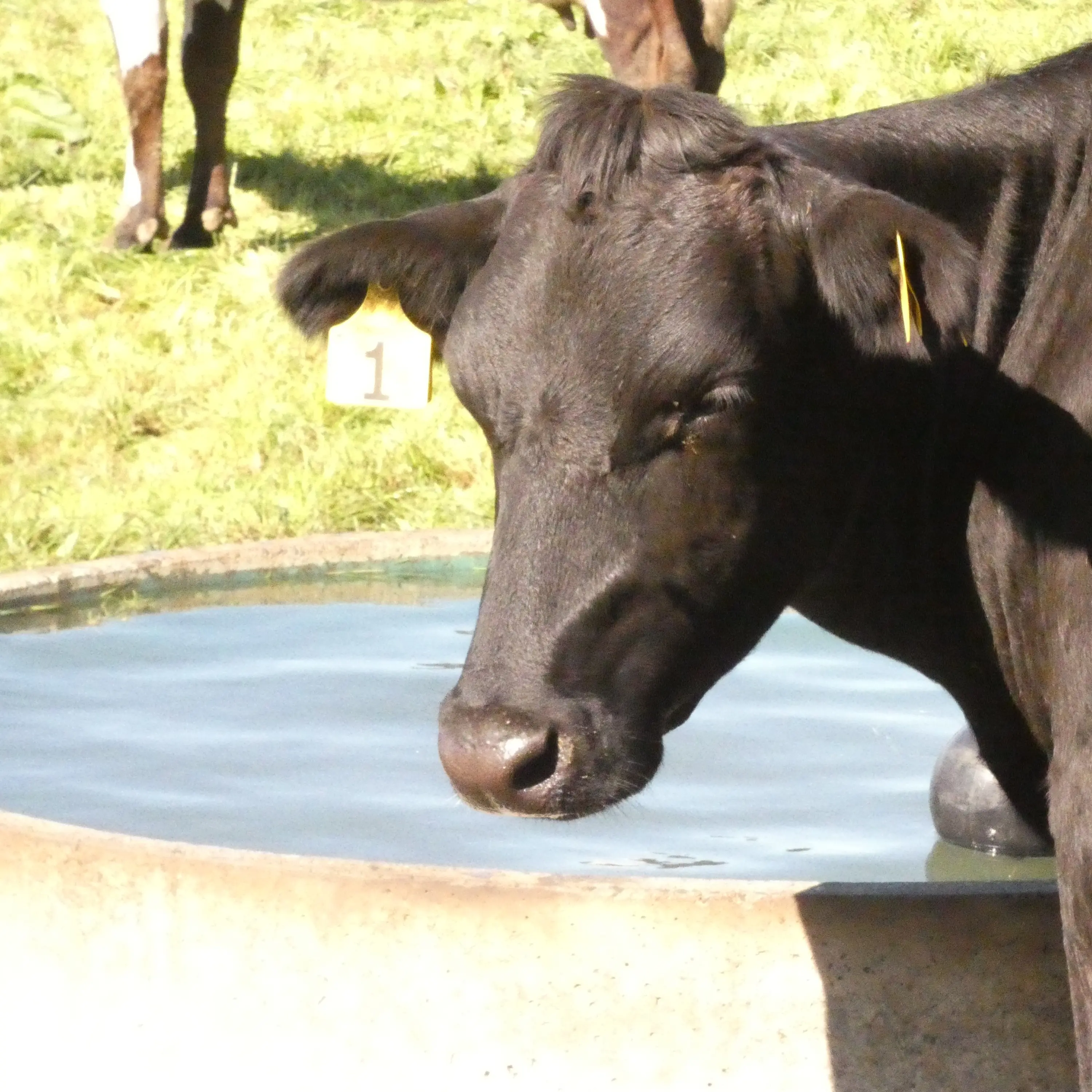 Dairy season tipped be less profitable