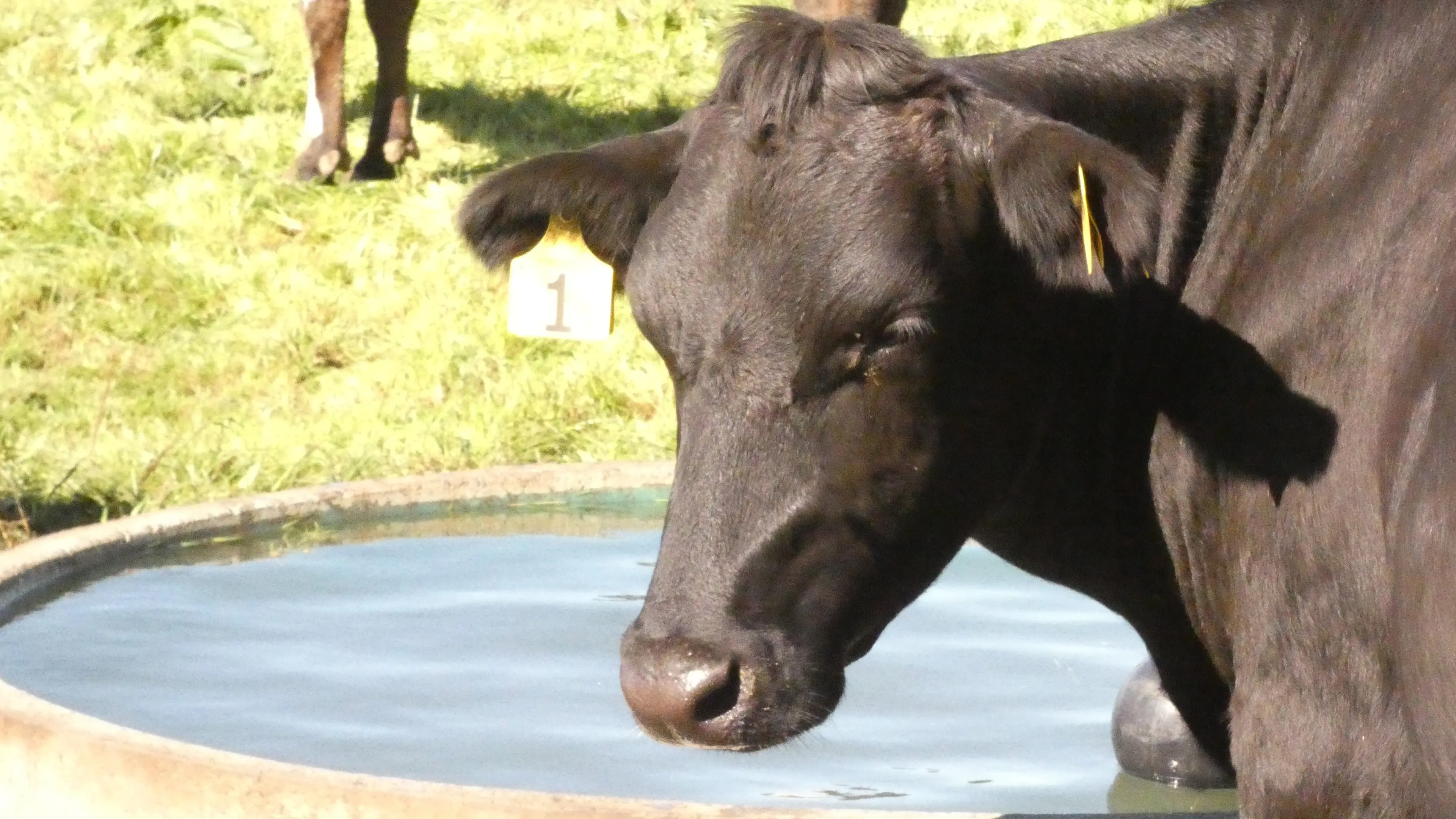 Dairy season tipped be less profitable