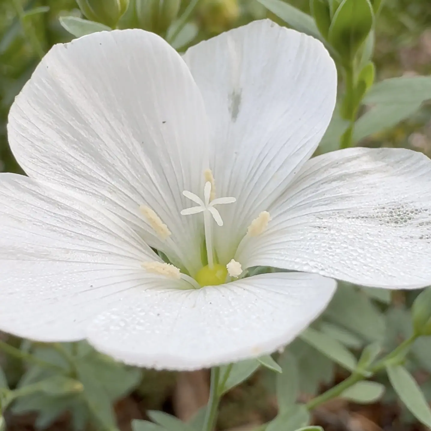 Abundance of white bloomers
