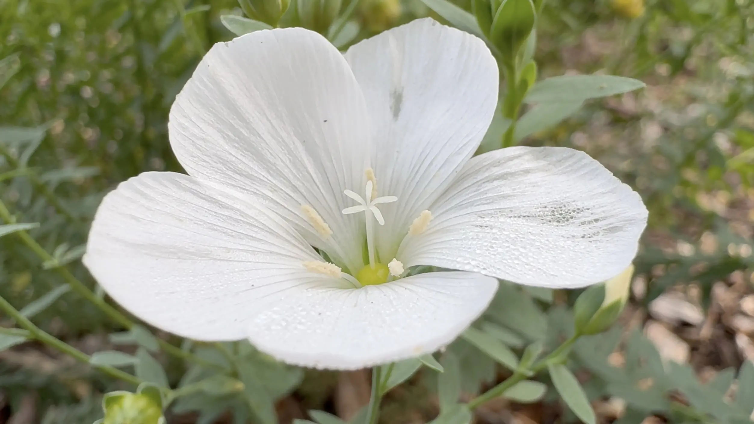 Abundance of white bloomers