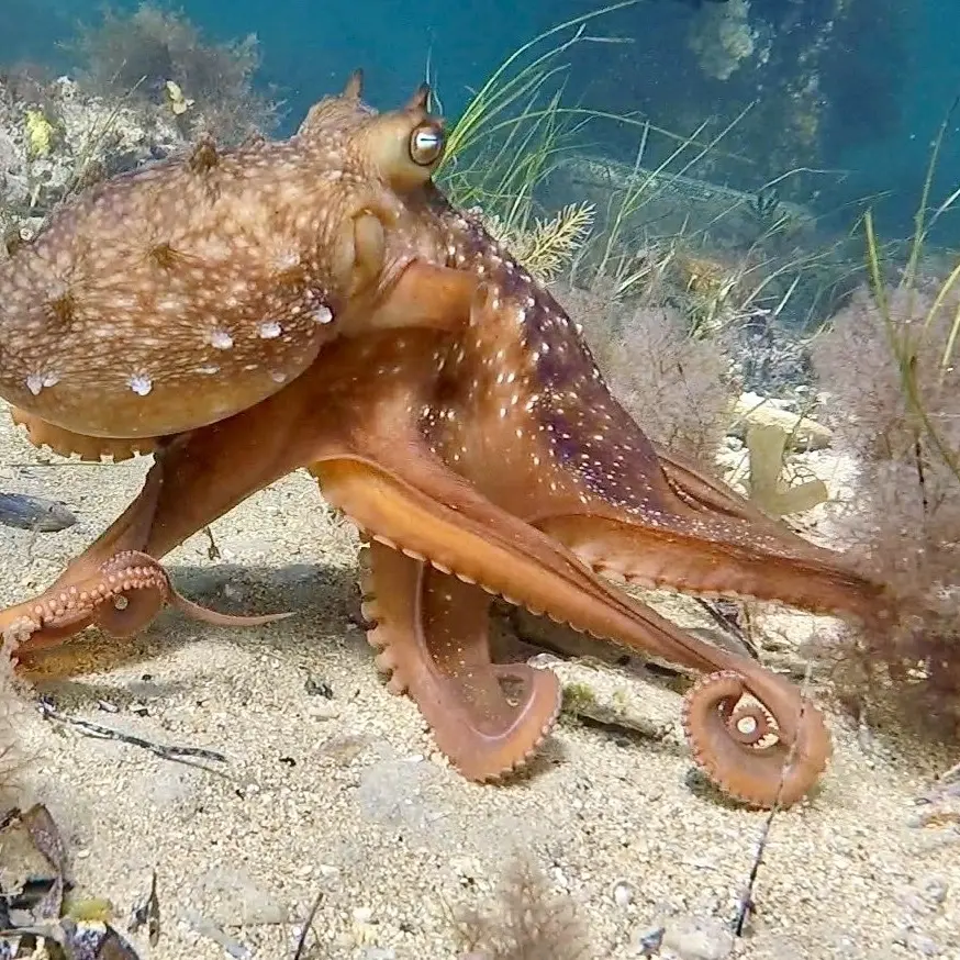 A tentacle’s tender embrace