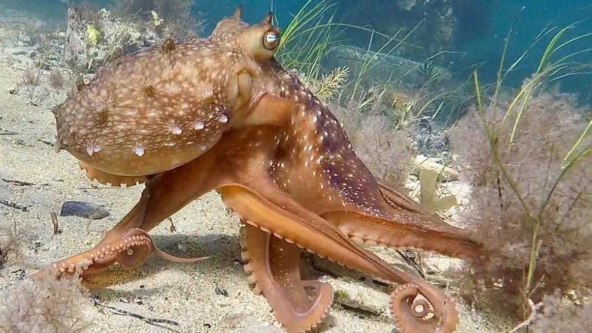 A tentacle’s tender embrace