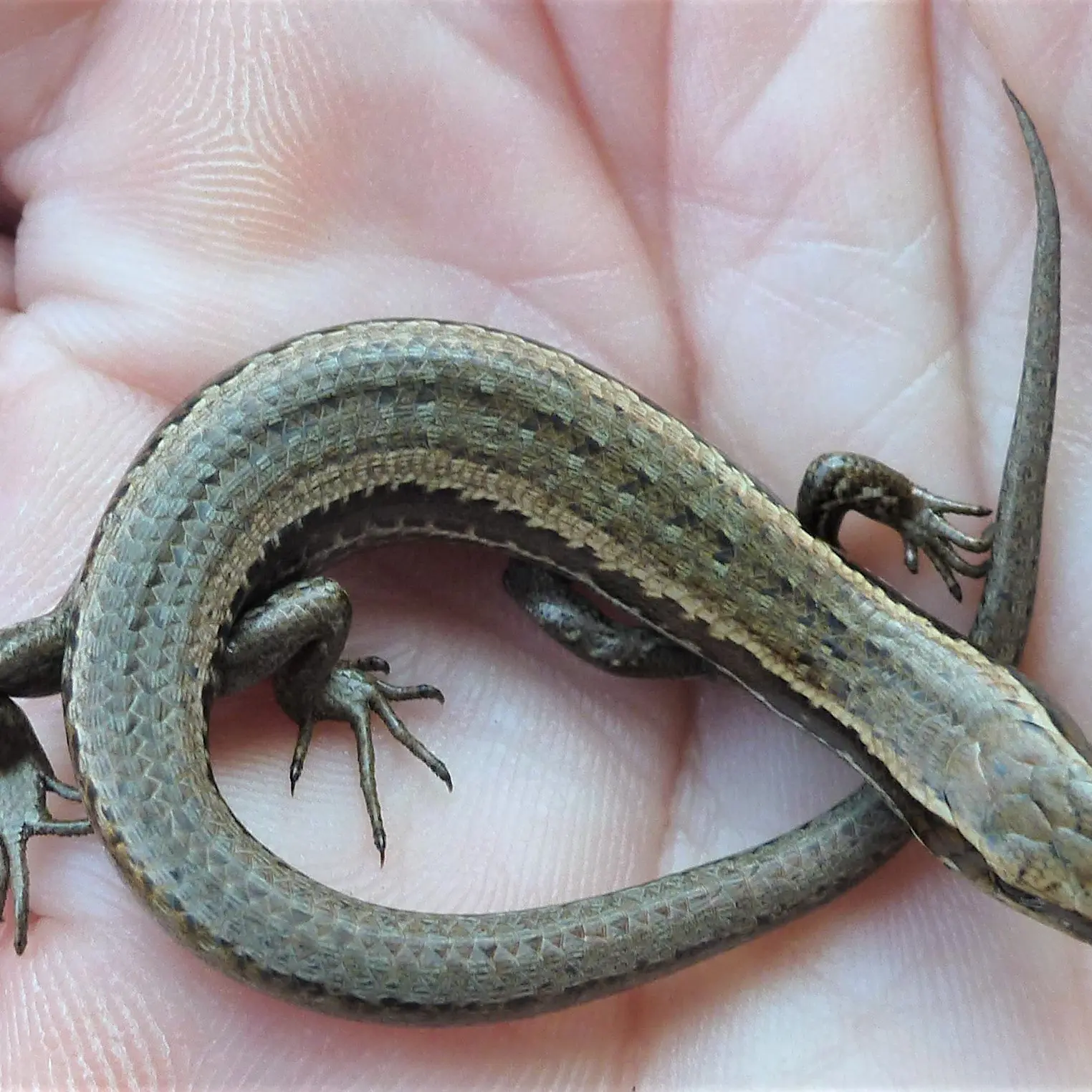 ‘No certainty’ native lizards would survive relocation