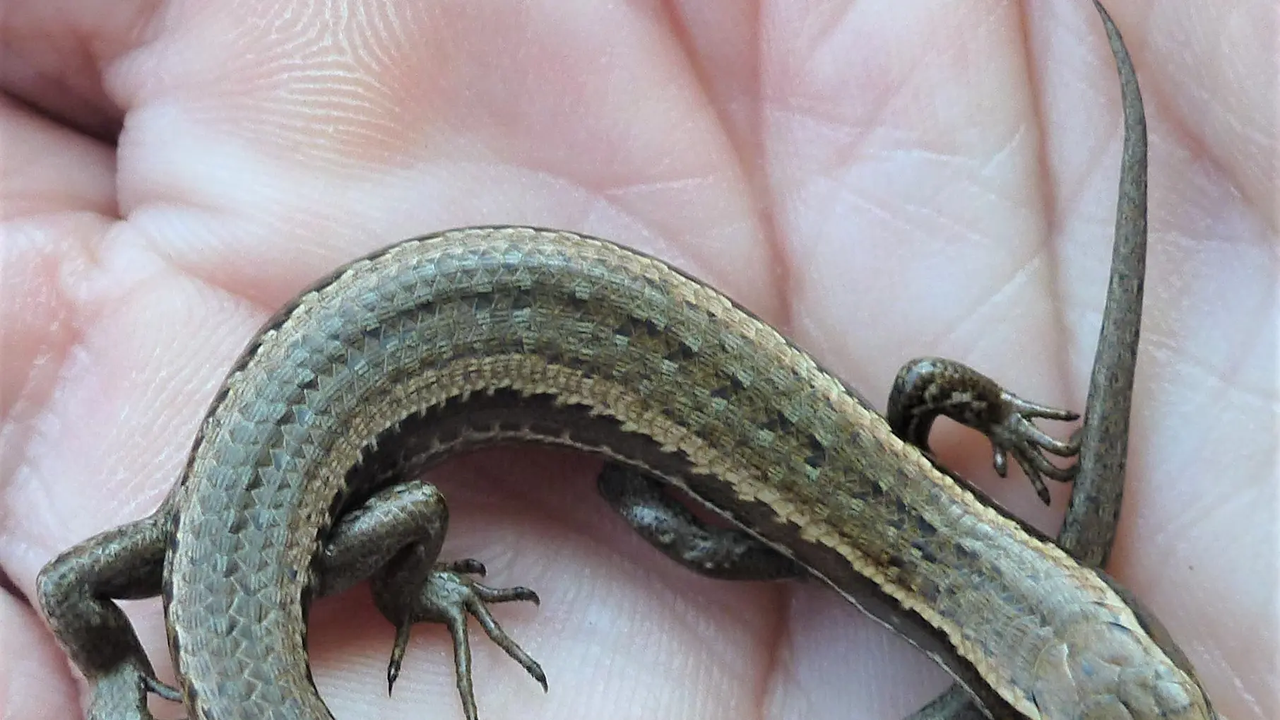 ‘No certainty’ native lizards would survive relocation