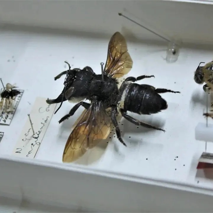 Bacan’s beefy bee a big, boisterous bug