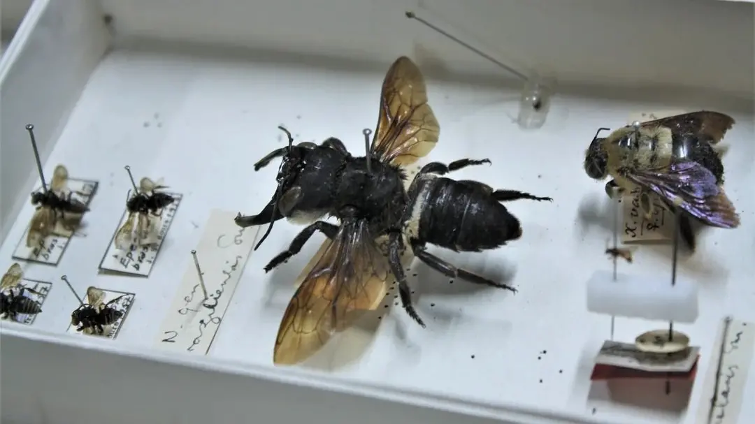 Bacan’s beefy bee a big, boisterous bug