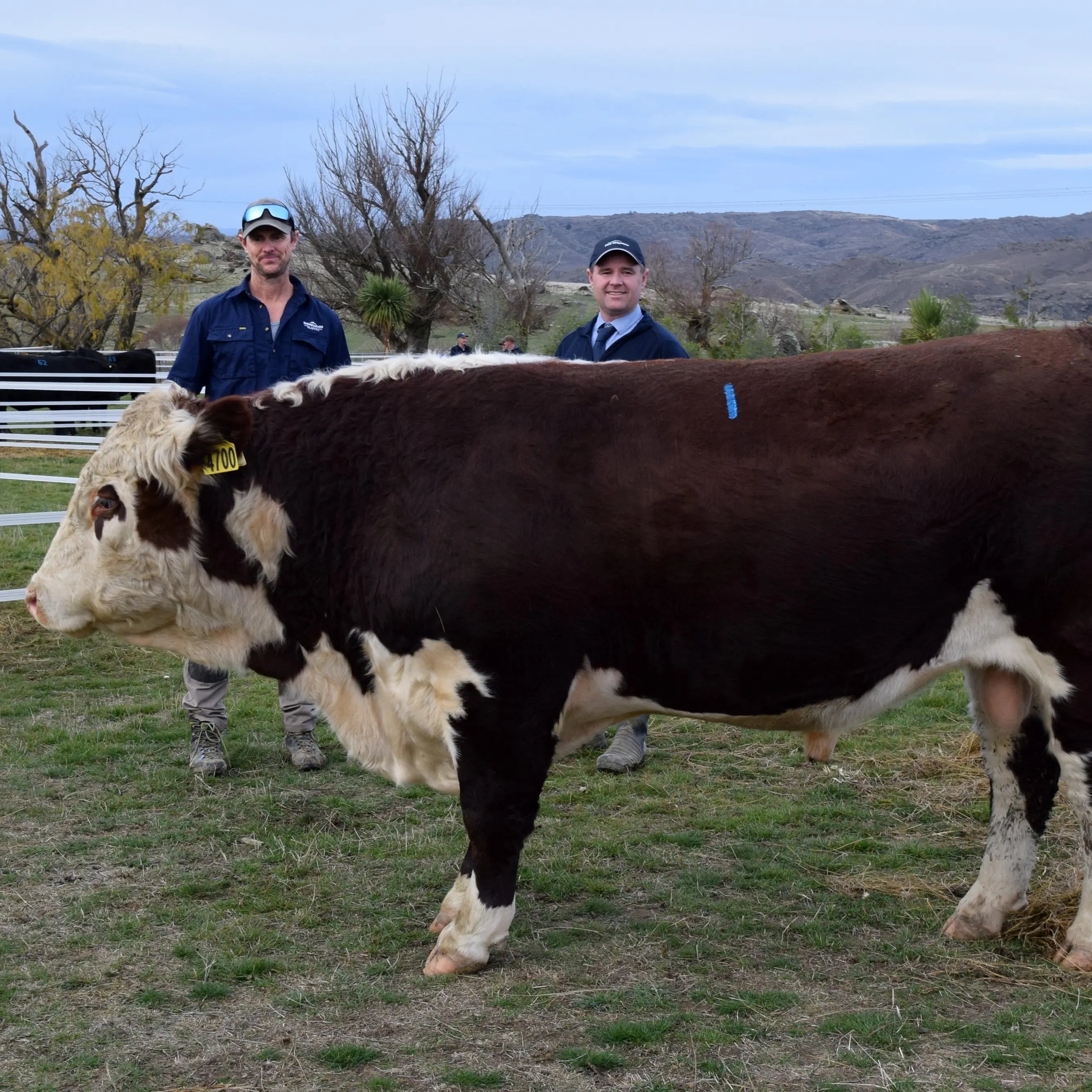 Hereford bull fetches $65k
