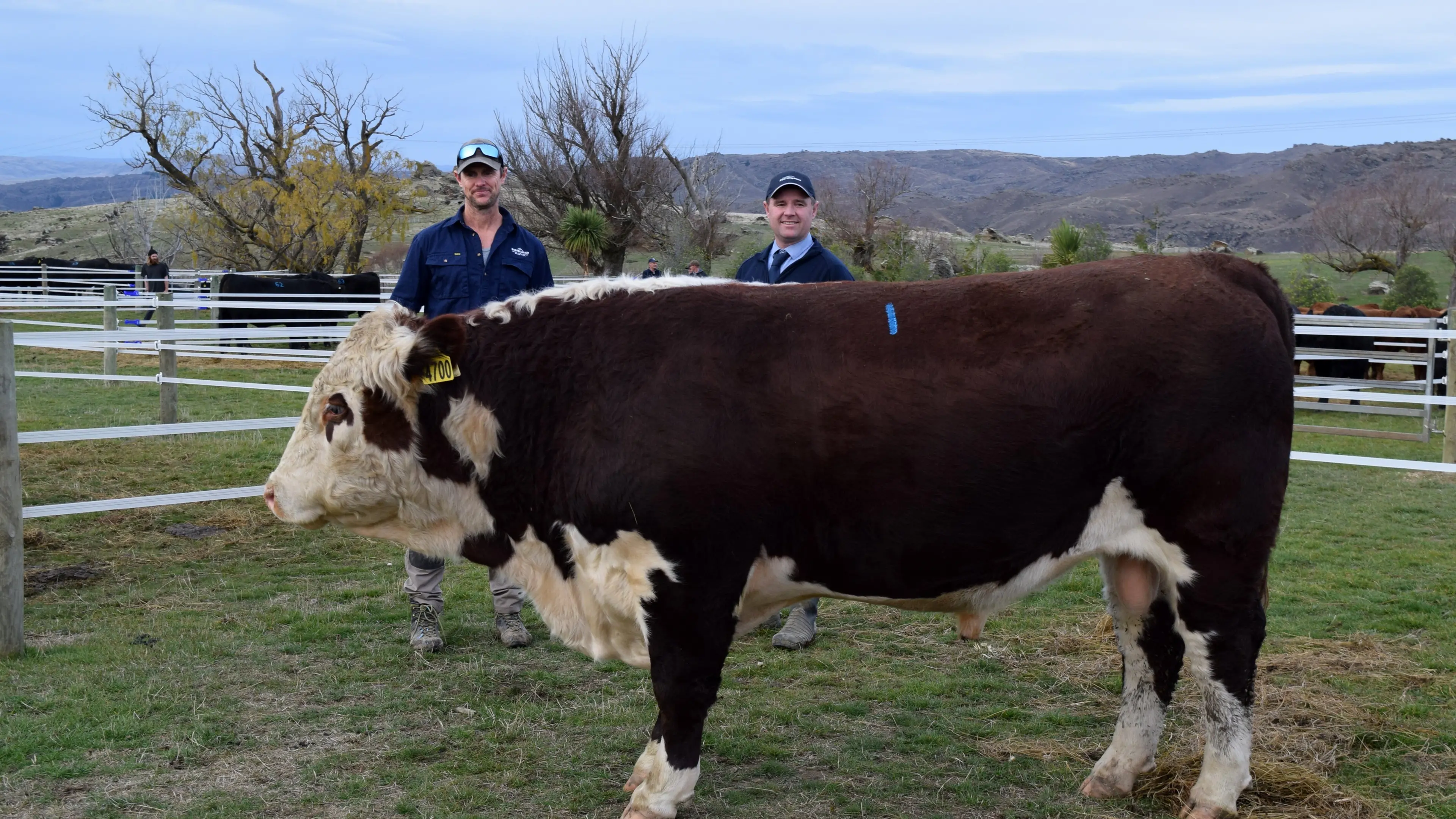 Hereford bull fetches $65k