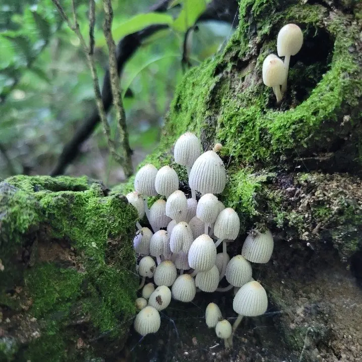 Fungus under us
