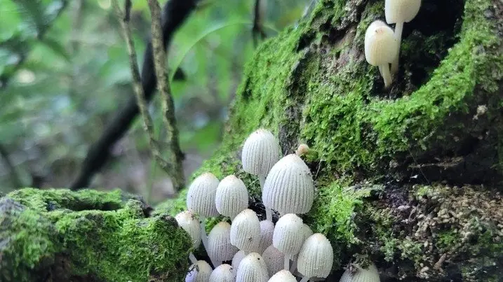 Fungus under us