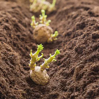 Your garden: potatoes, root cuttings and caring for canes