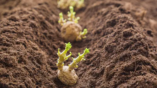 Your garden: potatoes, root cuttings and caring for canes