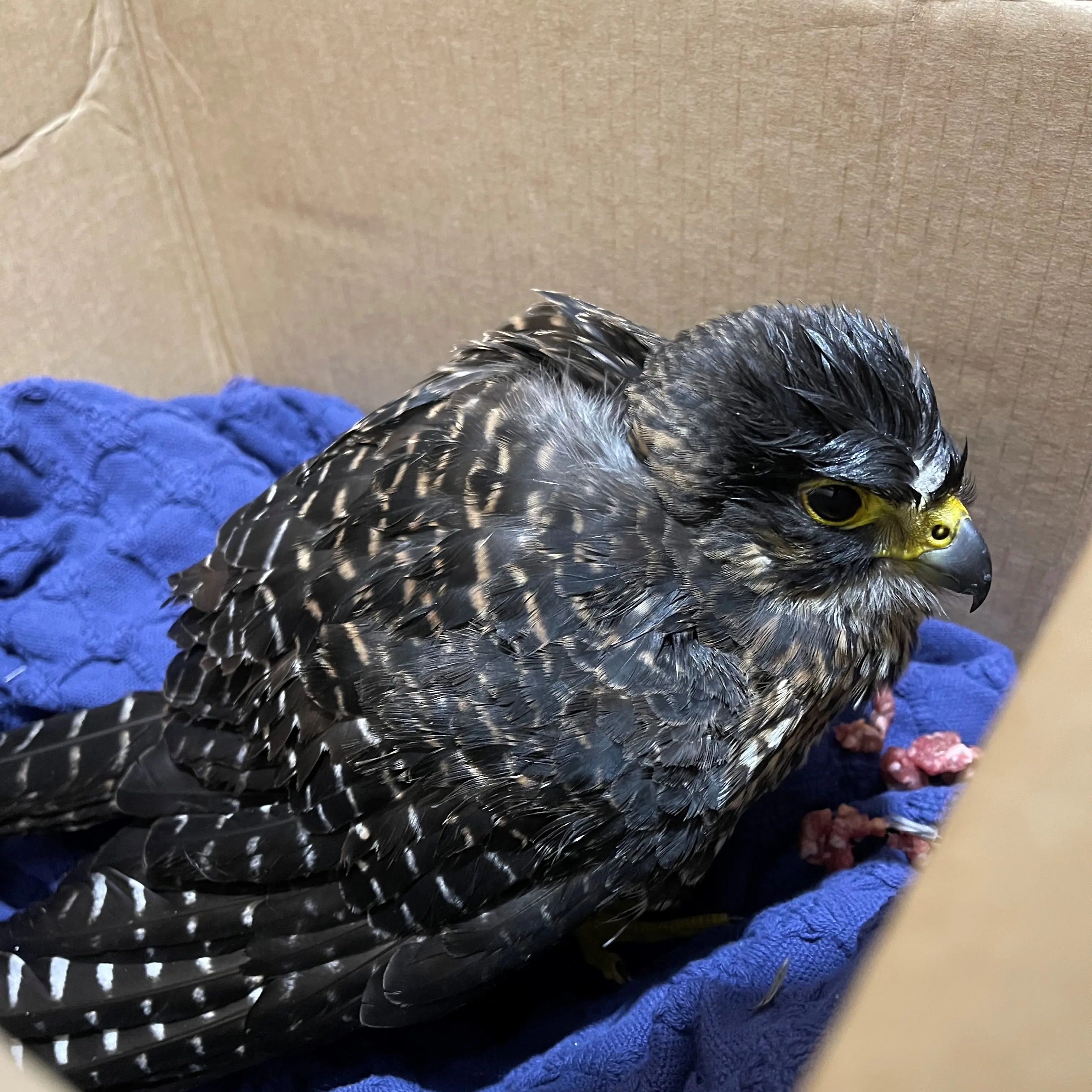 'South Island falcon taxi': Team effort saves the life of injured bird