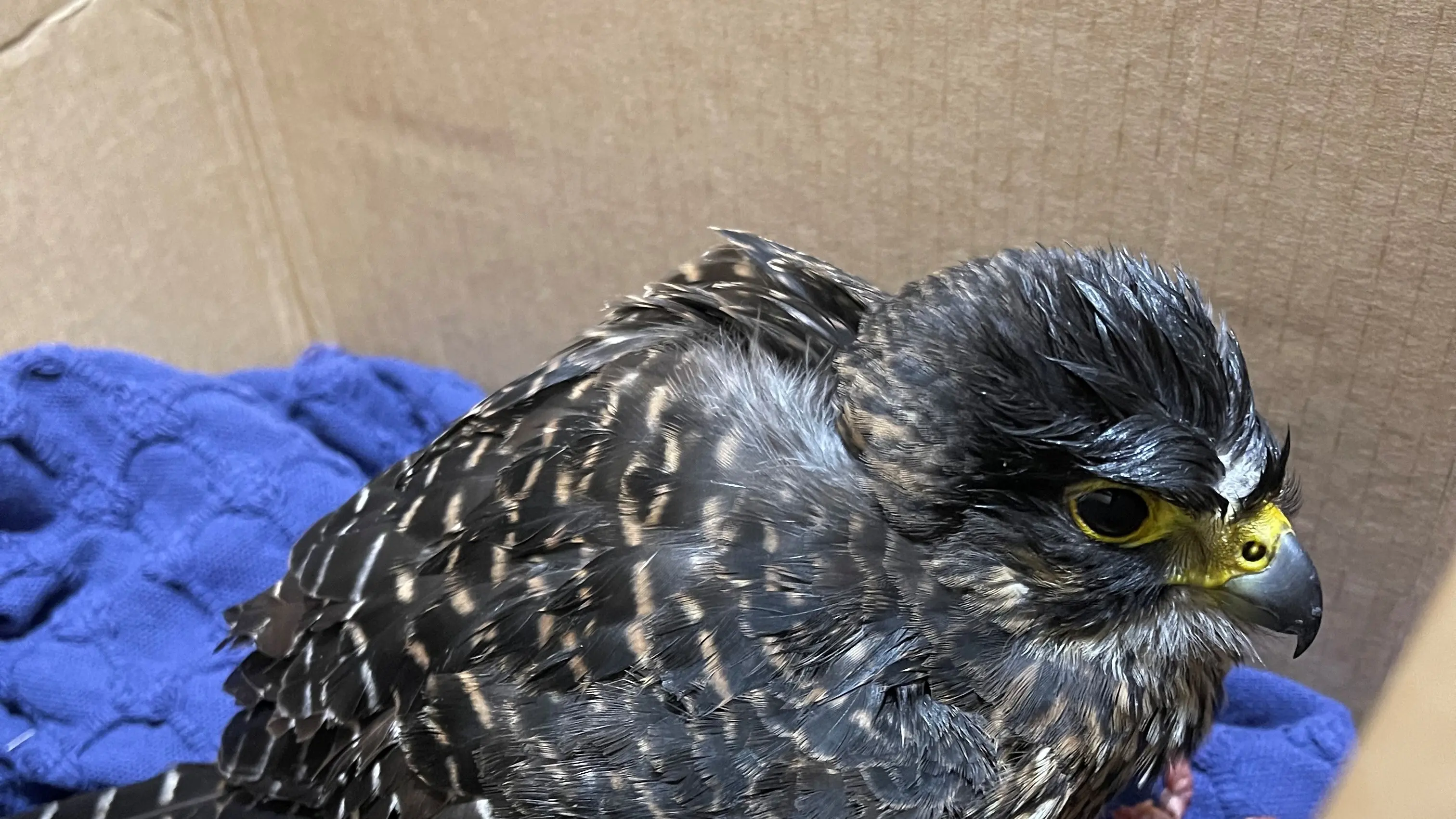 'South Island falcon taxi': Team effort saves the life of injured bird